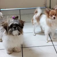 Dr Rivero Rita DVM - Demarest Veterinarian ico