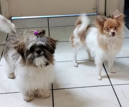 Dr Rivero Rita DVM - Demarest Veterinarian
