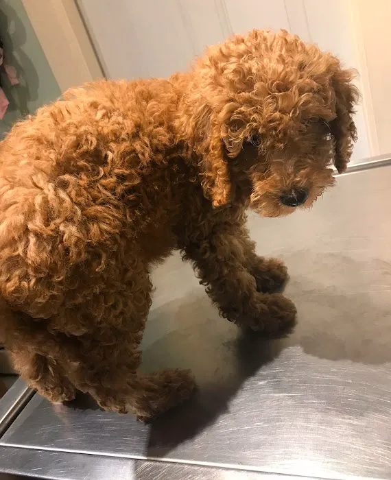 Dr Rivero Rita DVM - Demarest Veterinarian Picture 6