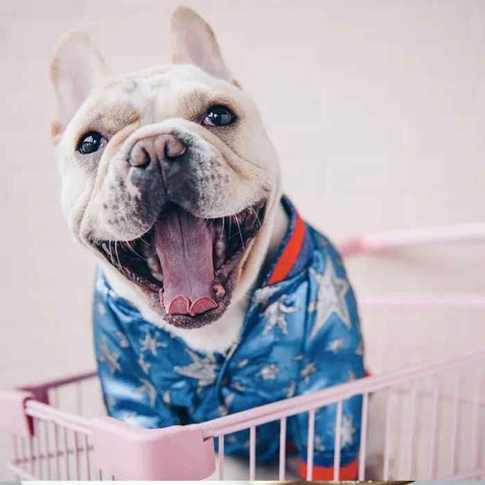 The Frenchie Connection Plus Picture 2