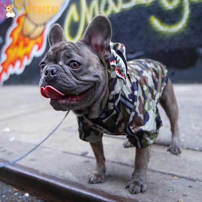 The Frenchie Connection Plus Picture 1