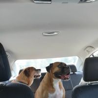 Community Animal Care ico