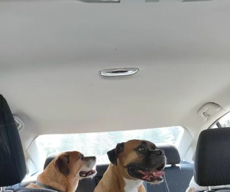 Community Animal Care