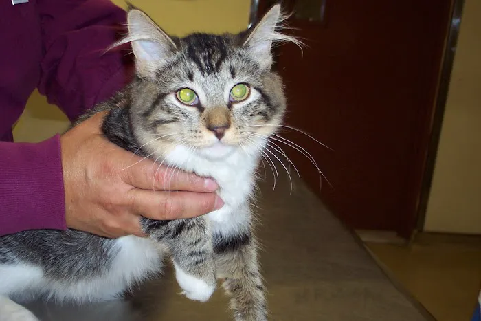 Community Animal Care Picture 3