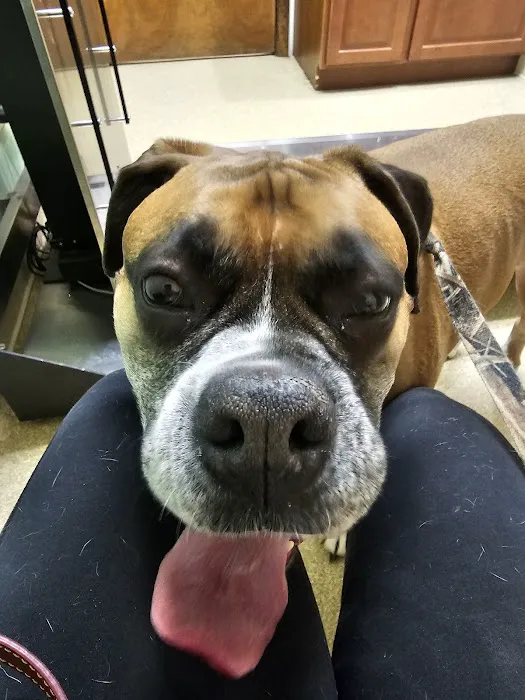 Community Animal Care Picture 5