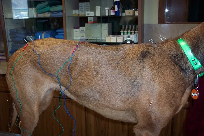 Community Animal Care Picture 7