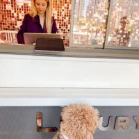 Mishka Dog Boutique (Ferry Building) ico