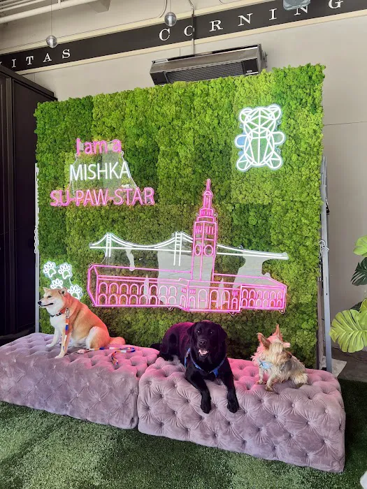 Mishka Dog Boutique (Ferry Building) Picture 6