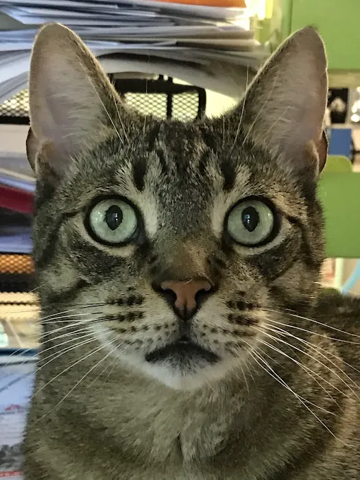Airport Veterinary Center Picture 6