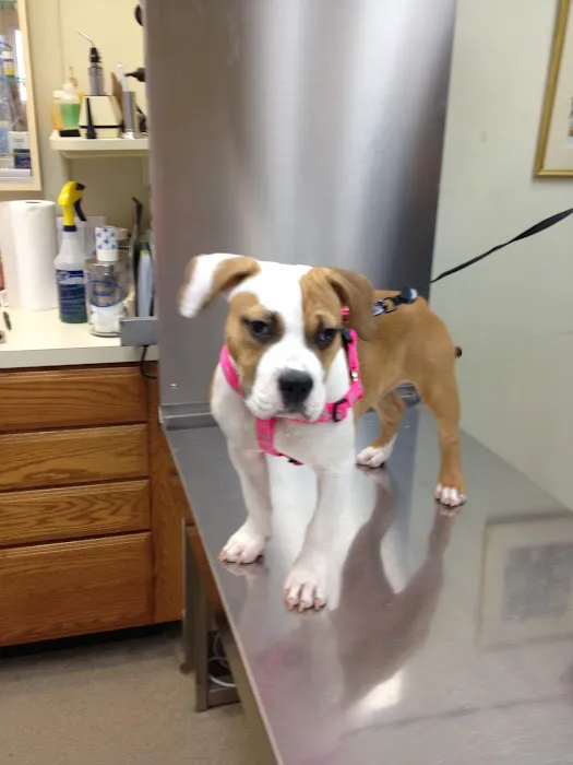 Airport Veterinary Center Picture 9