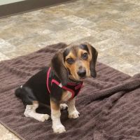 Earth Angels Veterinary Hospital ico