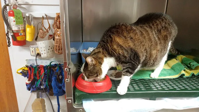 Kingston Animal Hospital Picture 1