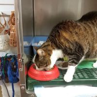 Kingston Animal Hospital ico