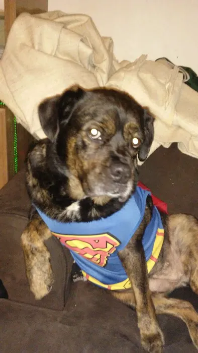 Kingston Animal Hospital Picture 6