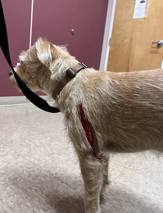 Animal Emergency Clinic of The Hudson Valley Picture 2