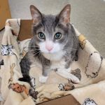 Animal Emergency Clinic of The Hudson Valley