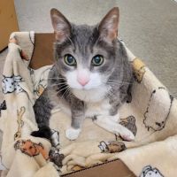 Animal Emergency Clinic of The Hudson Valley ico