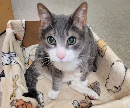 Animal Emergency Clinic of The Hudson Valley
