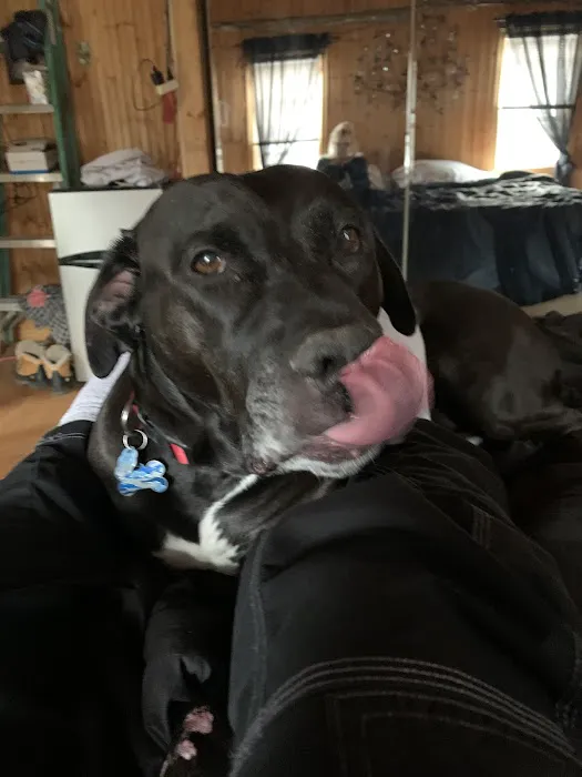 Animal Emergency Clinic of The Hudson Valley Picture 3