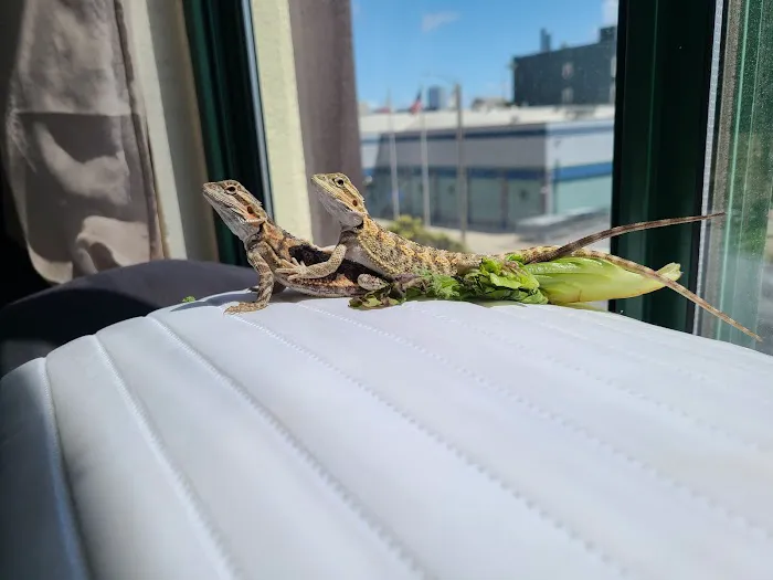 Petco Picture 1