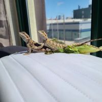 Petco ico