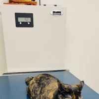 Lake Katrine Animal Hospital ico