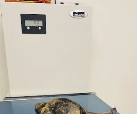 Lake Katrine Animal Hospital
