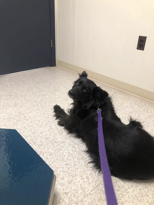 Lake Katrine Animal Hospital Picture 6