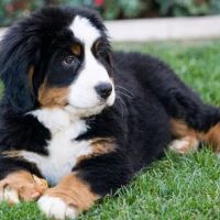 Countryside Animal Hospital ico