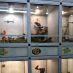 Pet Central SF