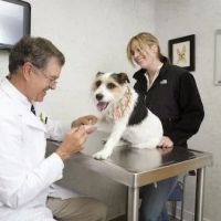 Rhinebeck Animal Hospital ico