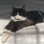 Country Comfort Animal Hospital