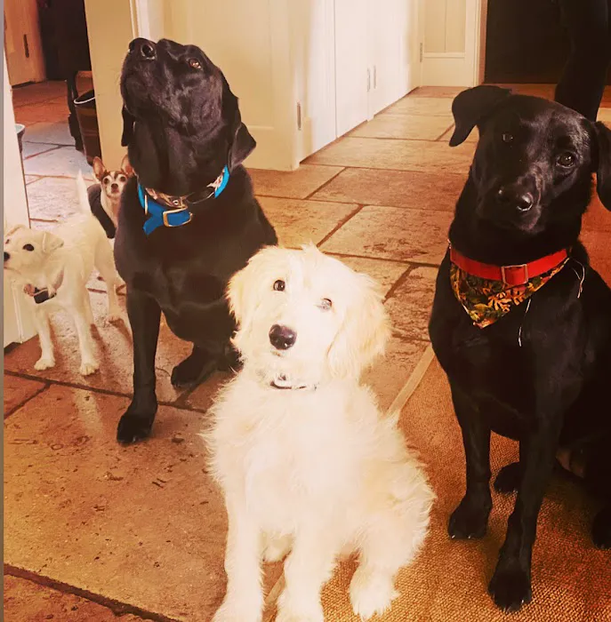 Country Comfort Animal Hospital Picture 10