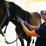 Rhinebeck Equine, LLP