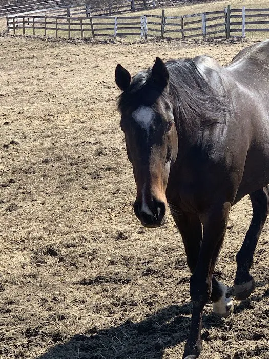 Rhinebeck Equine, LLP Picture 8