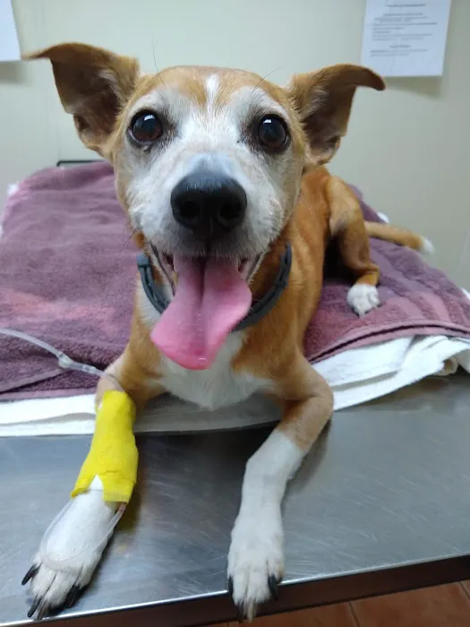 Saugerties Animal Hospital Picture 1
