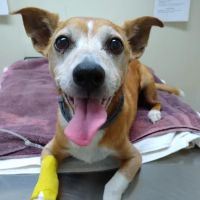 Saugerties Animal Hospital ico