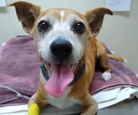 Saugerties Animal Hospital