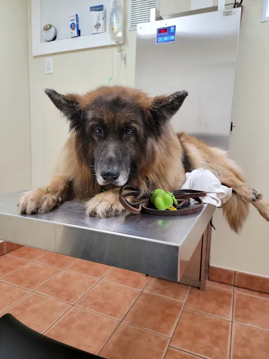 Saugerties Animal Hospital Picture 4