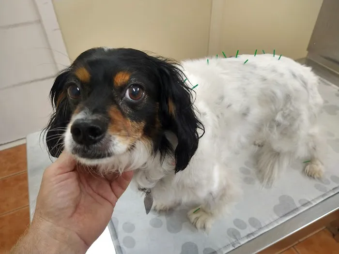 Saugerties Animal Hospital Picture 7