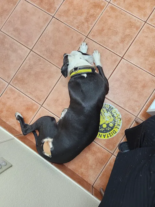 Saugerties Animal Hospital Picture 9