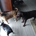 Ulster Animal Hospital