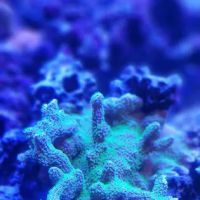 Modern Aquatix ico