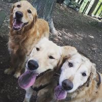 Progressive Animal Hospital ico