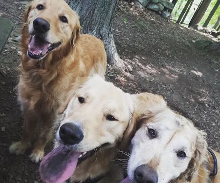 Progressive Animal Hospital
