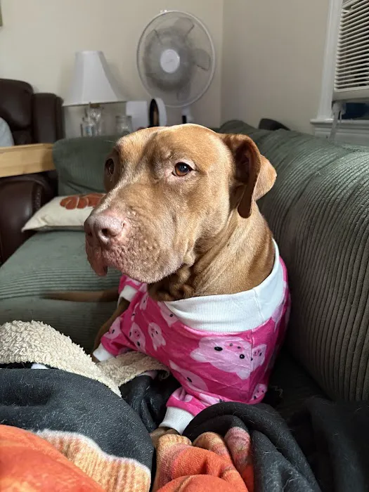 Progressive Animal Hospital Picture 2