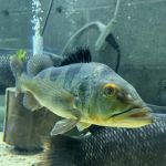 Fish Happens