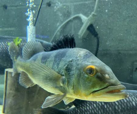 Fish Happens