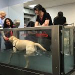 Somers Animal Hospital