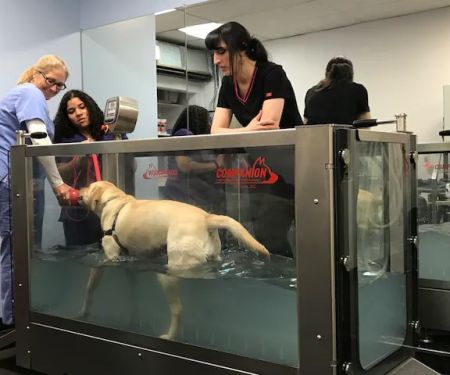 Somers Animal Hospital